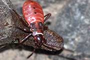 Pale Cotton Stainer Bug (Dysdercus sidae)